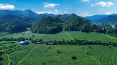 <strong>茶润 质守初心 抱</strong>